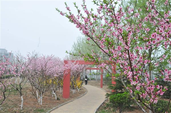 想在山東學(xué)習(xí)海事專業(yè)？為什么不選擇青島海洋技師學(xué)院呢？