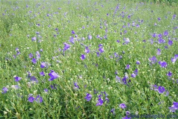 山東醫(yī)藥技師學(xué)院中學(xué)藥經(jīng)營(yíng)專業(yè)怎么樣？