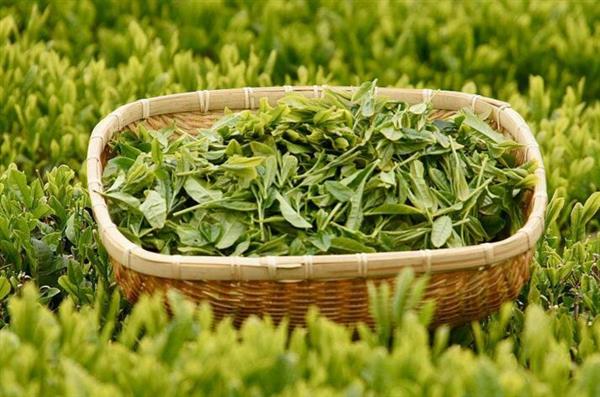 想做評茶師？那你應(yīng)該來石家莊聞達職業(yè)技能培訓(xùn)學(xué)校學(xué)學(xué)了