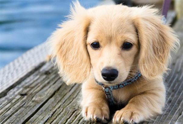 喜歡寵物？想做獸醫(yī)？就選邢臺(tái)現(xiàn)代職業(yè)學(xué)校！