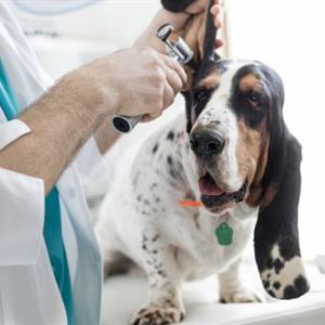 畜牧獸醫(yī)專(zhuān)業(yè)